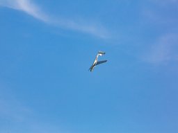 1075-margone-glider---2017-fabio-staropoli-fotofiorecom_20170811_2088430140